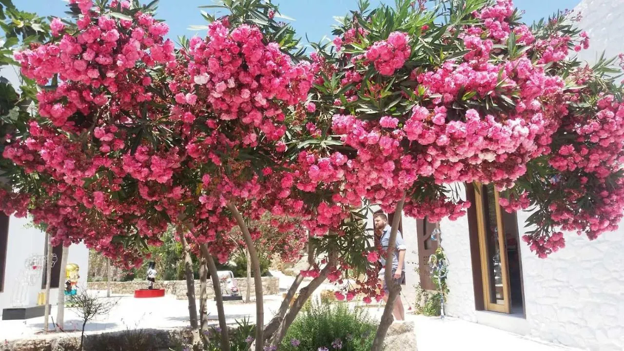 Mykonos Ornos 